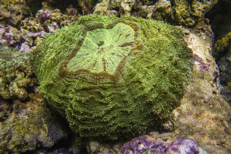 Scolymia 珊瑚。甜甜圈珊瑚。绿色