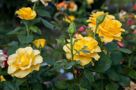 花园里有一朵鲜艳的黄色玫瑰花。美丽的黄色玫瑰灌木在花床上生长在阳光明媚的夏日