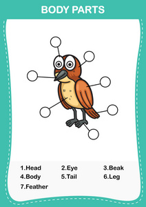 插图的鸟词汇身体的一部分，写身体 parts.vector 的正确数字