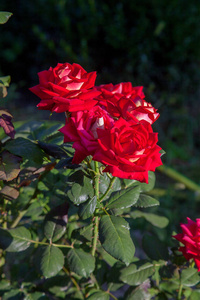 花园里有一朵鲜红的玫瑰花。美丽的红玫瑰灌木在花床上生长在阳光明媚的夏日