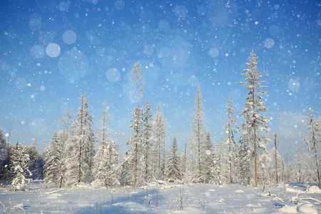 冬季景观与雪花