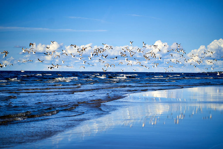 蓝海海岸波浪和海鸥图片