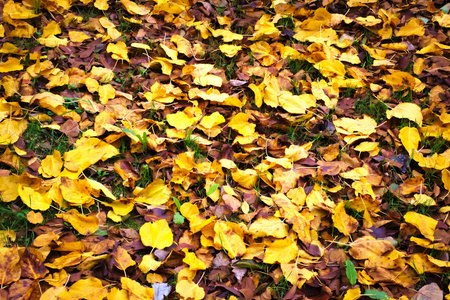 秋天的图片 在背斜的五颜六色的叶子