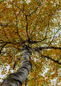 在佛蒙特州的秋天, 抬头看看黄叶的树冠