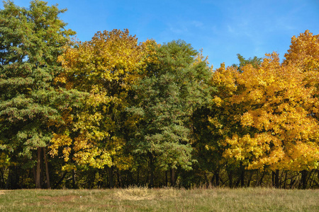 秋天树风景的红色和黄色克朗, 树叶森林