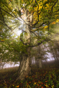 雾蒙蒙的森林。风景如画的山毛榉森林。秋天雾蒙蒙的早晨