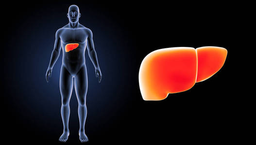 人类肝脏视图图片