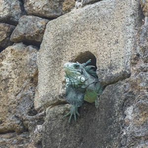 隐藏在岩石洞穴中的蜥蜴, 蜥蜴捕食者, 瓜德罗普岛的绿色蜥蜴, 圣特岛