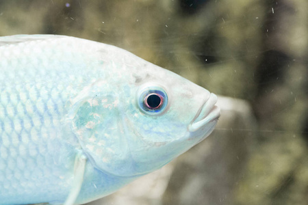 在水族馆的美丽五颜六色的鱼儿