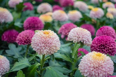 美丽的花朵在自然花园里