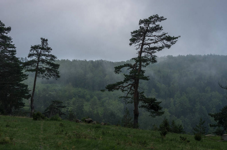 塞尔维亚 Zlatibor 山区森林低云