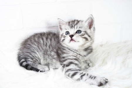 躺在白色的背景上的小猫灰色条纹的彩色肖像