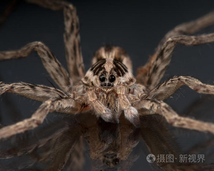 狼蛛的脸