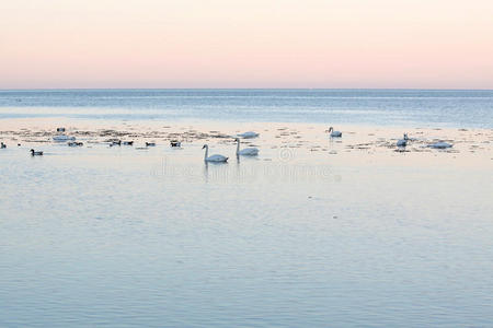 黄昏时分海边的白天鹅图片
