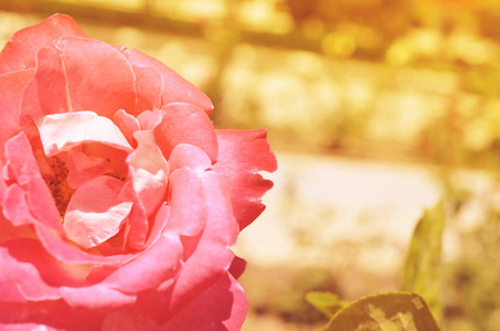 多彩的背景。玫瑰花花束背景。花成分色调