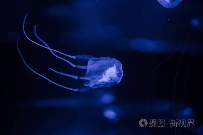 有毒的箱形水母的特写