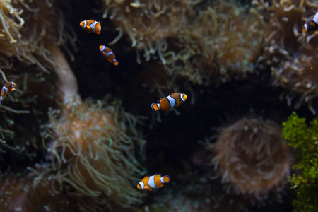 ocellaris 小丑小丑 anemonefish 小丑假小丑小丑 Amphiprion 动物水下照片特写小鱼