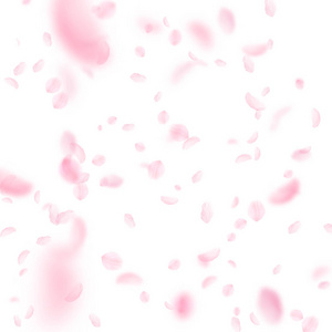 樱花花瓣落下。浪漫的粉红色花朵落下雨。白色方形 backgr 上的飞花瓣