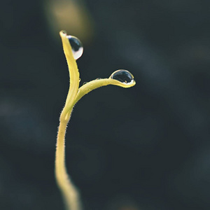 从地面生长的绿苗。露水的嫩叶发芽的植物。春天的背景花园