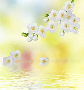 白色茉莉花分支微妙的春天的花朵