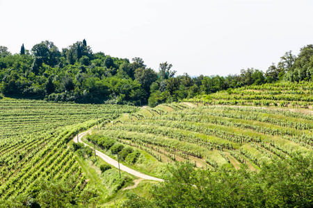 夏日 Buttrio 的葡萄园。Collio Friulano, 乌迪内省, 弗留利威尼斯朱丽叶, 意大利