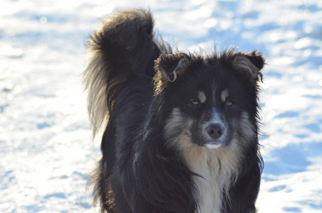 狗, 冬天, 雪, 户外, 动物