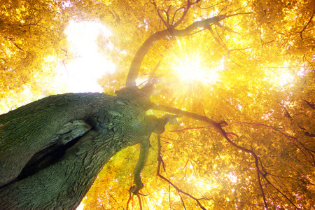 树在秋天生长, 树叶之间有阳光