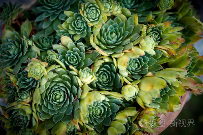 屋顶长生花鸢, 普通 houseleek, 多年生植物生长在花盆里.