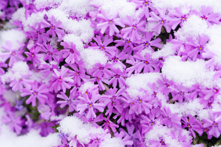 鲜花和雪图片