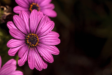 非洲雏菊 Osteospermum ecklonis 的宏