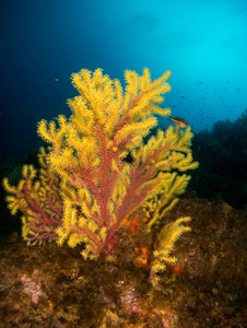 地中海的柳珊瑚，蓝色背景