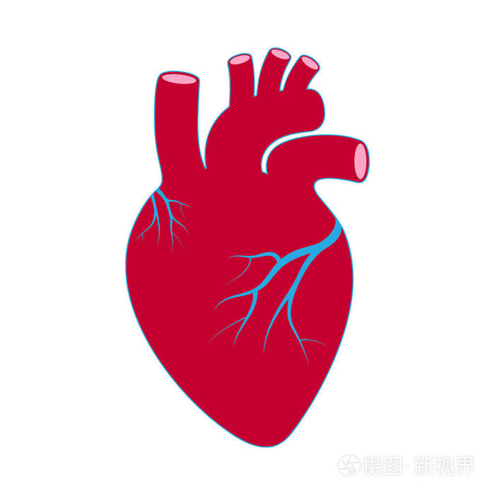 人体器官象征心脏.孤立的图标心脏在白色背景.向量例证