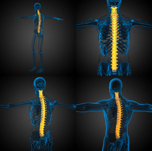 人体的脊柱三维渲染医疗图
