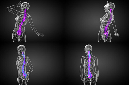 人体的脊柱三维渲染医疗图