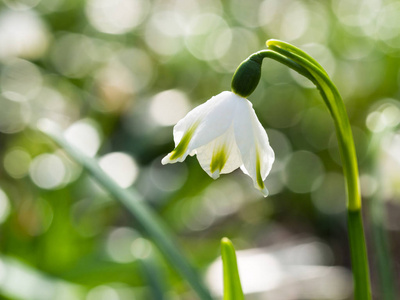 美丽的 Leucojum 花盛开在春天的阳光明媚的一天