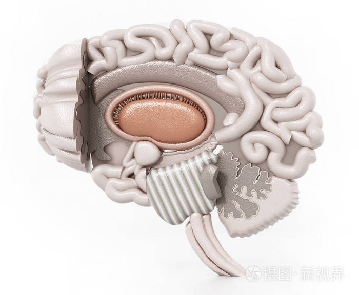 人类大脑的分层解剖三维插图.3d 插图