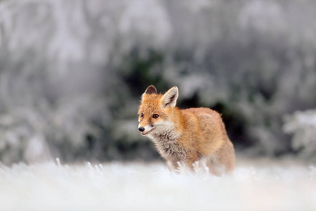 在雪中红狐狸