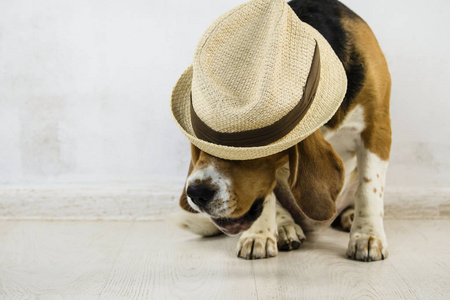 可爱和有趣的猎狗在地板上的帽子