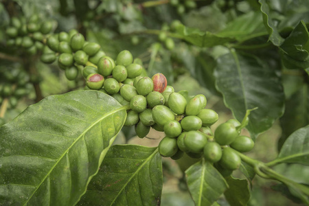 咖啡豆在泰国北部的树上成熟。新鲜咖啡豆
