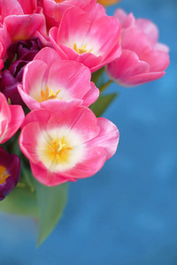 粉红色的郁金香花上孤立的蓝色背景。一张问候卡