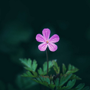 美丽的粉红色的花