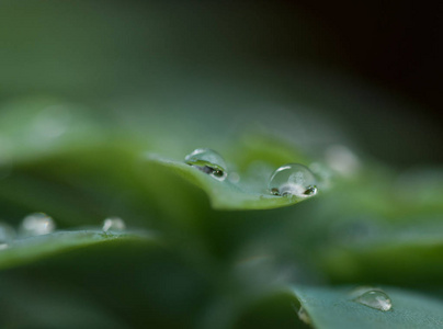 草地上的露滴