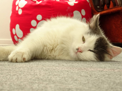 在地板上昏昏欲睡的白色小猫