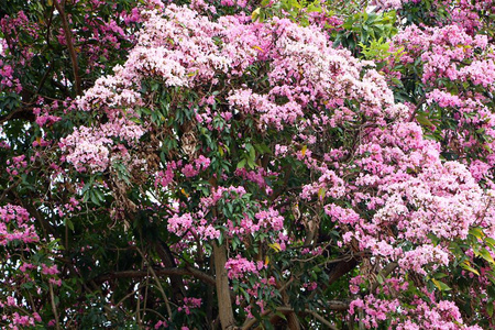 樱花 樱花 或樱花树与粉红色的花在公园里