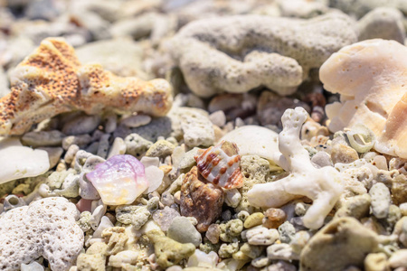 从海滩上的贝壳和珊瑚碎片的宏观模式