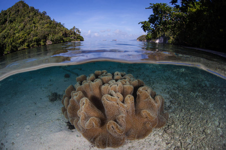 美丽的珊瑚在印度尼西亚拉贾安帕特茁壮成长。这个偏远的热带地区因其非凡的海洋生物多样性而被称为珊瑚三角的中心