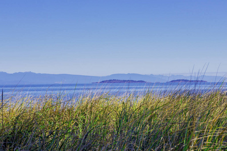 加拿大不列颠哥伦比亚省温哥华岛低潮期间的 Rathtrevor 海滩省级公园景观