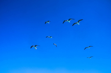 红色大海上的一群白色鸟类。海鸥在海岸附近的游艇上飞来飞去。旅游设计的股票照片