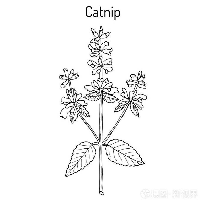 猫薄荷荆芥或 catswort,荆芥-香料厂