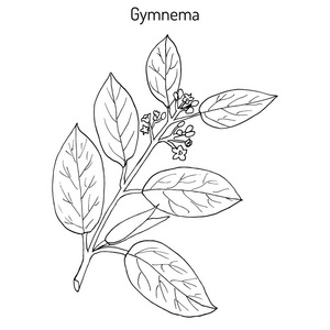 匙羹藤或 cowplant，gurmari，药用植物